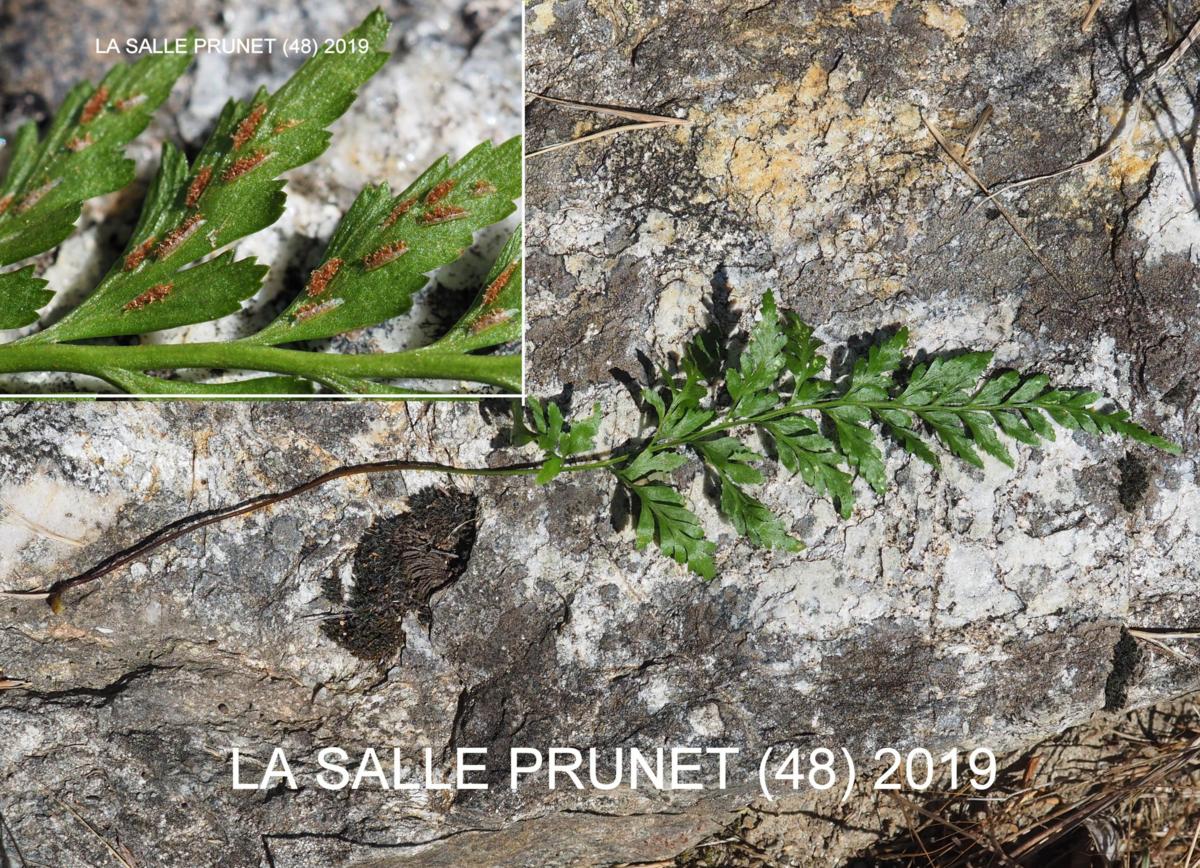 Spleenwort, Black leaf